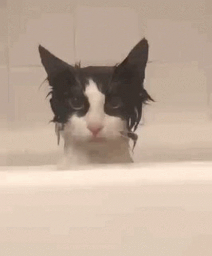 A Black And White Cat Taking A Bath In A Bathtub . GIF