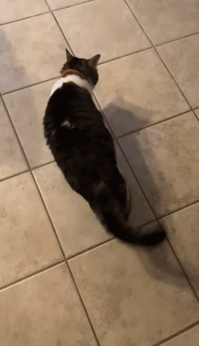 A Black And White Cat Walking On A Tile Floor GIF