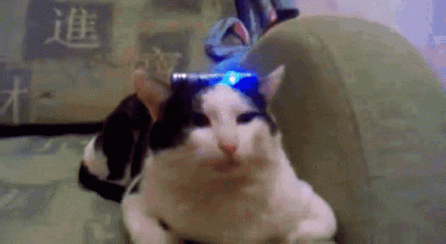 A Black And White Cat Wearing A Blue Light On Its Head . GIF