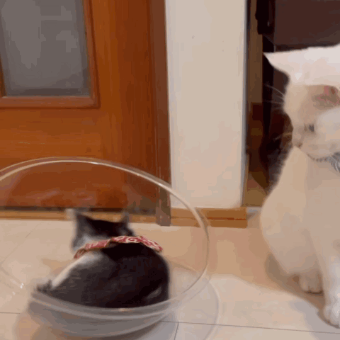 A Black And White Cat Wearing A Red And White Collar Looks At Another Cat GIF