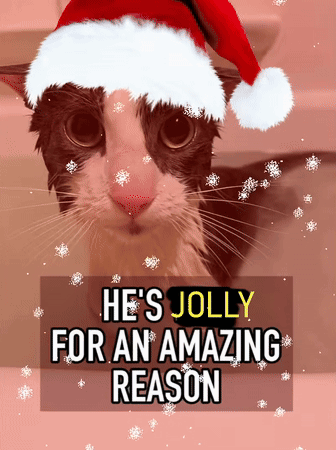 A Black And White Cat Wearing A Santa Hat With The Words He 'S Jolly For An Amazing Reason Below It GIF