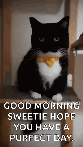 A Black And White Cat Wearing A Yellow Bow Tie Is Sitting On A Wooden Shelf . GIF