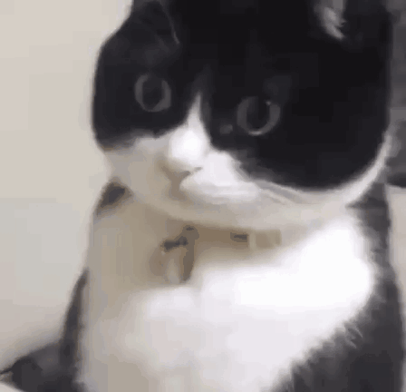 A Black And White Cat With A Collar Is Sitting On A Bed Looking At The Camera . GIF