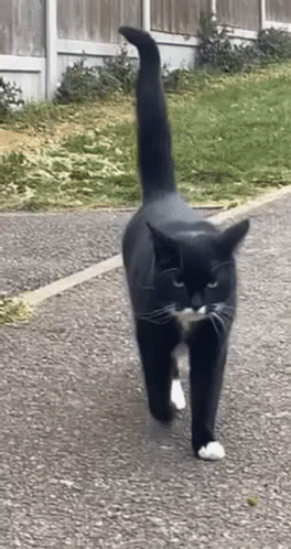 A Black And White Cat With A Long Tail Is Walking Down A Road GIF