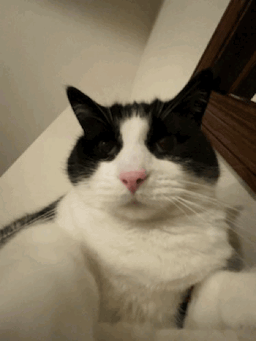 a black and white cat with a pink nose looking at the camera