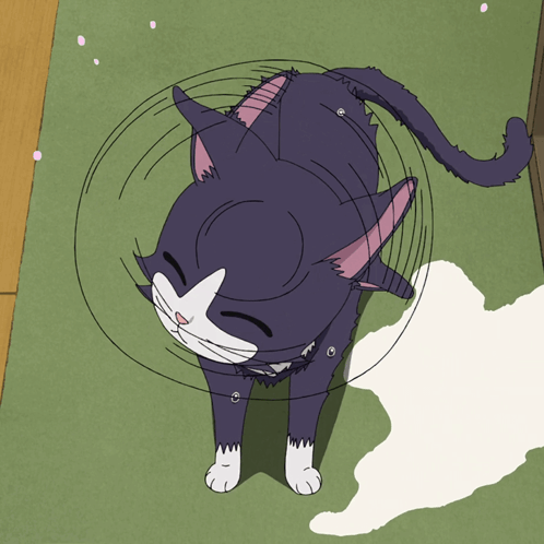 A Black And White Cat With A Ring Around Its Head GIF