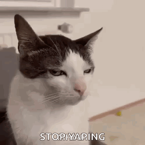 A Black And White Cat With A Serious Look On Its Face Is Sitting On A Table . GIF