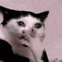 A Black And White Cat With A Surprised Look On Its Face Is Looking At The Camera . GIF