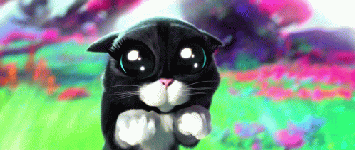 A Black And White Cat With Big Eyes Is Standing In A Field GIF