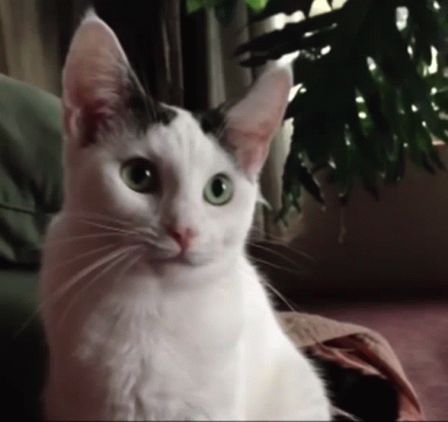 A Black And White Cat With Green Eyes Is Sitting On A Couch GIF