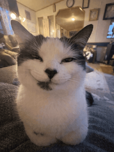 A Black And White Cat With Its Eyes Closed Looks At The Camera GIF