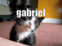 a black and white cat with the name gabriel written on it