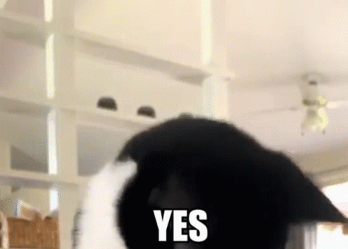 A Black And White Cat With The Word Yes Written On Its Face GIF