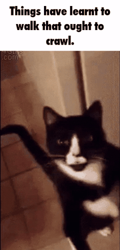 A Black And White Cat With The Words Things Have Learnt To Walk That Ought To Crawl Below It GIF