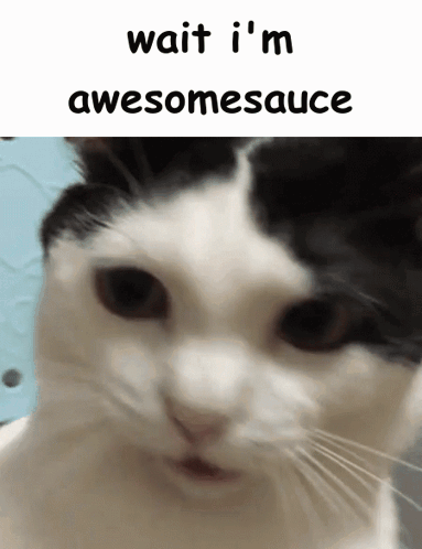 A Black And White Cat With The Words Wait I 'M Awesomesauce Written Above It GIF