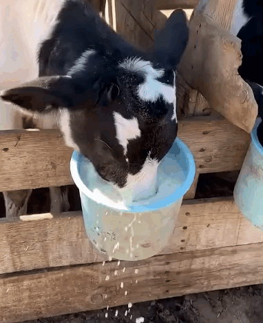 A Black And White Cow Drinking Milk From A Bucket With The Number 13 On It GIF