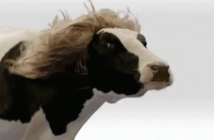 A Black And White Cow With A Wig On Its Head Is Blowing In The Wind . GIF