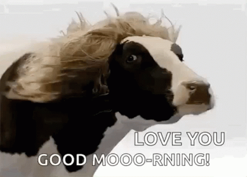 A Black And White Cow With A Wig On Its Head Is Saying `` Love You Good Moo-Rning ! '' GIF