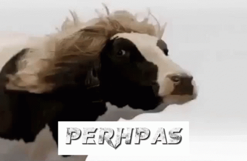 A Black And White Cow With A Wig On Its Head Is Standing On A White Background . GIF
