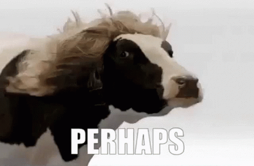 A Black And White Cow With A Wig On Its Head Is Standing On A White Surface . GIF