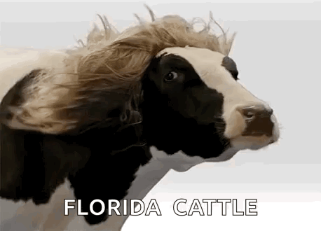 A Black And White Cow With A Wig On Its Head Is Wearing A Wig . GIF