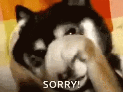 A Black And White Dog Is Covering Its Face With Its Paws And The Word Sorry Is On The Bottom . GIF