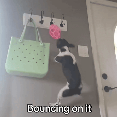 A Black And White Dog Is Jumping On A Hook With The Words Bouncing On It Below It GIF