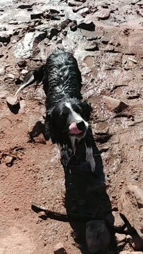 A Black And White Dog Is Laying In The Dirt And Water . GIF