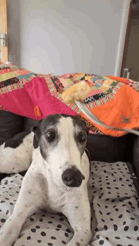 a black and white dog is laying on a bed with a blanket on top of it