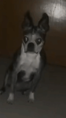 A Black And White Dog Is Looking At The Camera With A Surprised Look On Its Face GIF