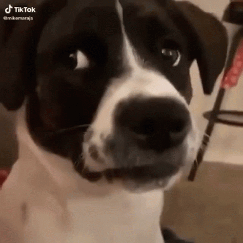 A Black And White Dog Is Looking At The Camera With A Surprised Look On Its Face . GIF