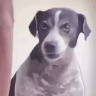 A Black And White Dog Is Looking At The Camera With An Angry Look On His Face . GIF