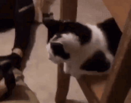 A Black And White Dog Is Playing With A Person 'S Feet GIF