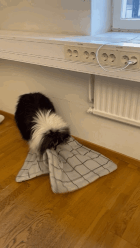 A Black And White Dog Is Playing With A Towel Under A Desk GIF