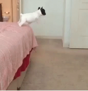 A Black And White Dog Is Running In A Bedroom Next To A Bed GIF