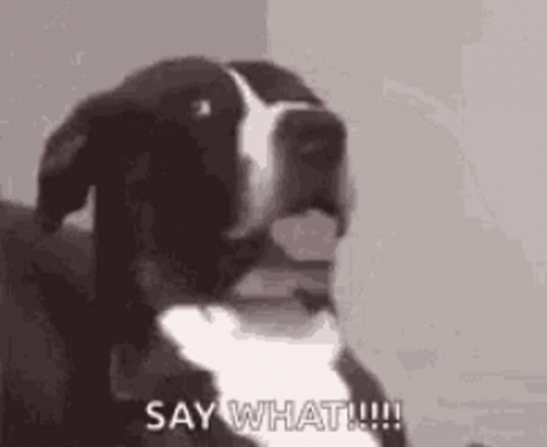 A Black And White Dog Is Saying `` Say What !!! '' . GIF