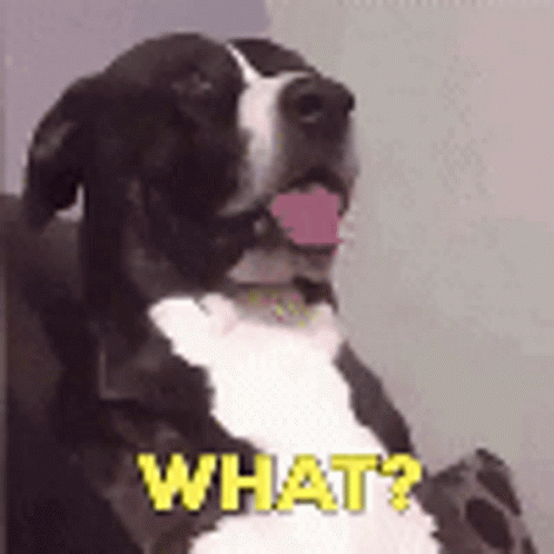 A Black And White Dog Is Sitting In A Chair With Its Tongue Out And The Words `` What ? '' Written On It . GIF