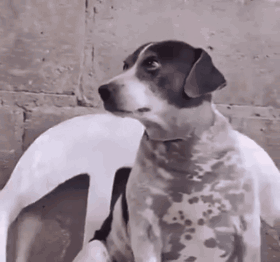 A Black And White Dog Is Sitting Next To A White Dog And Looking At The Camera . GIF