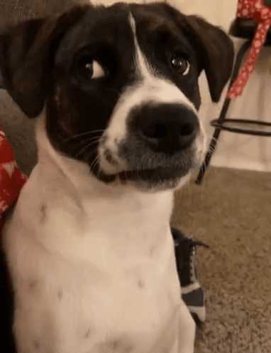 A Black And White Dog Is Sitting On A Carpet And Looking At The Camera GIF