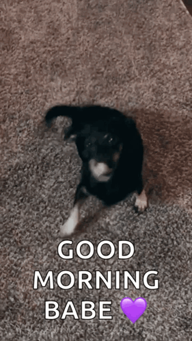 A Black And White Dog Is Sitting On A Carpet With The Words Good Morning Babe Written Above It GIF