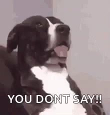 A Black And White Dog Is Sitting On A Couch And Saying `` You Dont Say '' . GIF