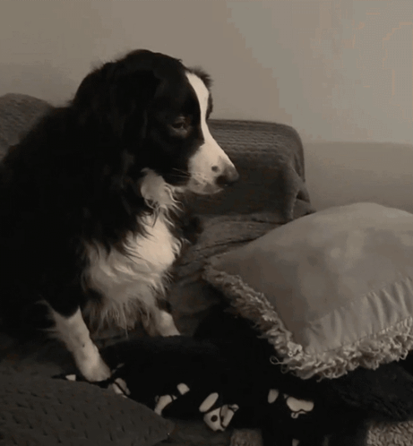 A Black And White Dog Is Sitting On A Couch Next To A Pillow GIF