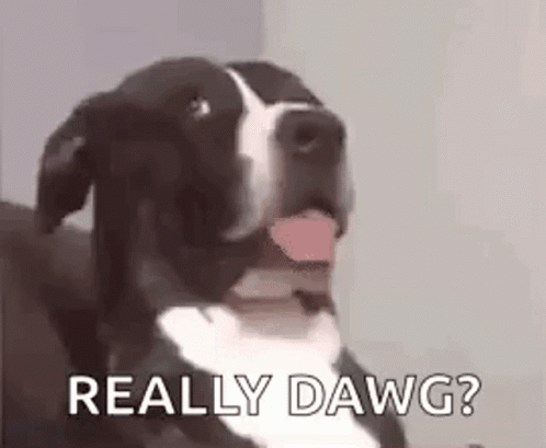 A Black And White Dog Is Sitting On A Couch With Its Tongue Hanging Out . GIF