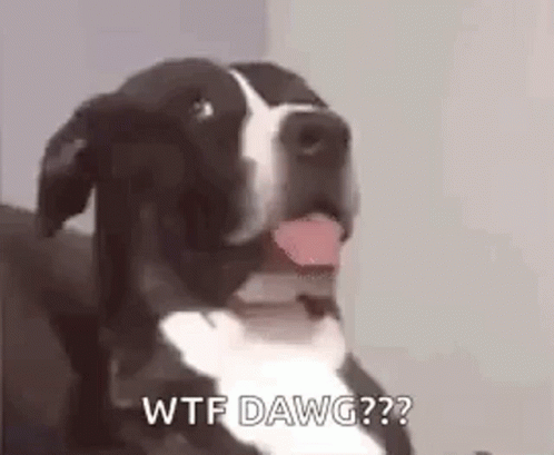 A Black And White Dog Is Sitting On A Couch With Its Tongue Hanging Out . GIF