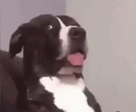 A Black And White Dog Is Sitting On A Couch With Its Tongue Hanging Out . GIF