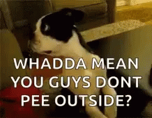 A Black And White Dog Is Sitting On A Couch With The Words `` Whadda Mean You Guys Dont Pee Outside ? '' . GIF