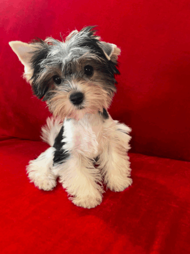 A Black And White Dog Is Sitting On A Red Couch GIF