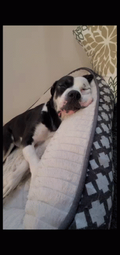 A Black And White Dog Is Sleeping On A Blanket GIF