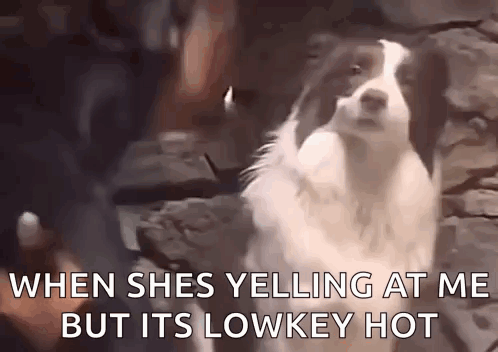 A Black And White Dog Is Standing In Front Of A Stone Wall With The Words `` When She Yells At Me But Its Lowkey Hot '' GIF