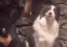 A Black And White Dog Is Standing Next To A Person GIF